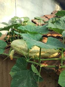 吃瓜叶的瓜种,探索各色瓜种带来的独特口感与营养