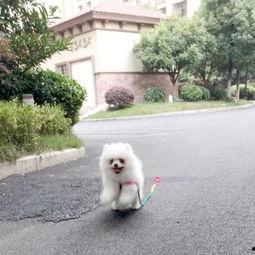 什么瓜博美不可以吃吗,为何瓜博美狗狗不宜食用