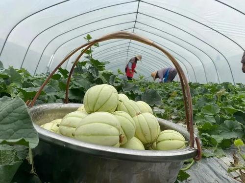 雪瓜怎么吃,教你轻松解锁多种食用方法