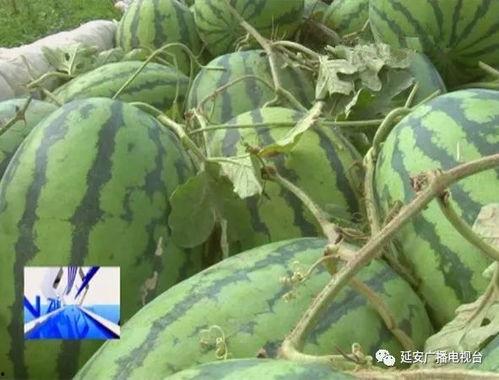 越塔吃瓜,揭秘网络热点的背后真相