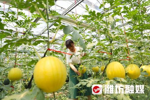 潍坊的楼顶吃瓜